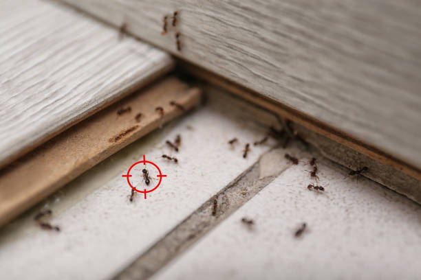 Best Emergency Pest Control  in Point Of Rocks, MD