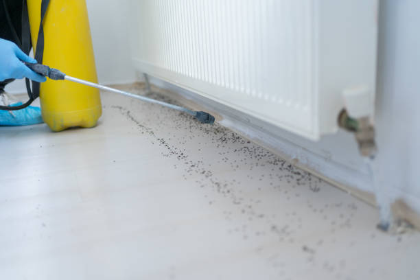 Best Flea Control Services  in Point Of Rocks, MD
